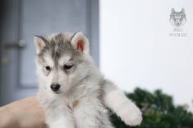 იყიდება ჰასკის ლეკვები (husky  puppies  available)