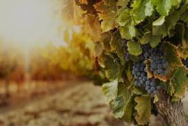Share of a wine business/factory project for sale
